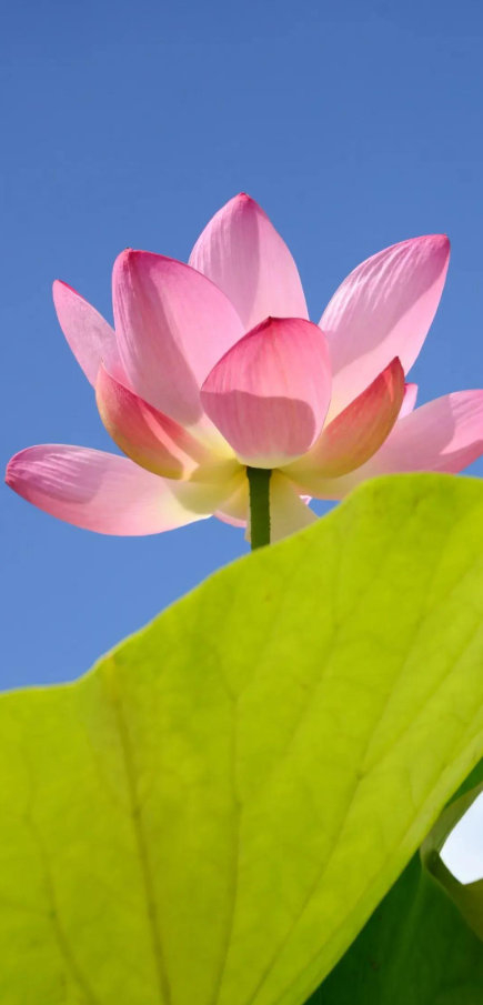 九游娱乐-疲惫是成长信号，坚持离梦想更近|长跑|极限|运动员|能量|人生_新浪新闻